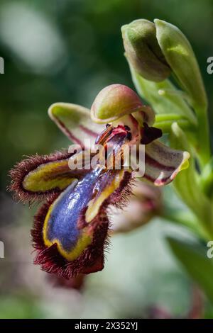 Orchidea specchio (Ophrys speculum), Orchidaceae. Erba perenne bulbosa, orchidea spontanea, pianta selvatica. fiori blu. Foto Stock