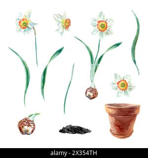 Set di narcisi, acquerello. Fiori, foglie, bulbo, stelo, vaso. Illustrazione vettoriale per biglietti di compleanno, giardiniere, inviti, banner, poster, etichette, Illustrazione Vettoriale