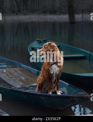 Cane Toller a bordo di una barca, annidato tra acque tranquille. Il Nova Scotia Duck Tolling Retriever si trova all'interno di una barca a remi ormeggiata Foto Stock