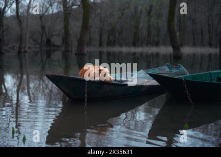 Cane Toller a bordo di una barca, annidato tra acque tranquille. Il Nova Scotia Duck Tolling Retriever si trova all'interno di una barca a remi ormeggiata Foto Stock