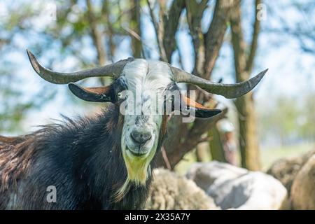 Un maschio e una capra corna in un branco. Foto Stock