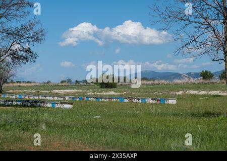 Alveari allineati nel prato. Cielo blu e nuvole. Api che volano nel cielo. Foto Stock