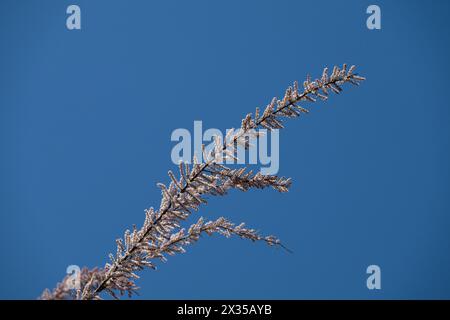 Sfondo blu del cielo e ramo della pianta di tamarisco della famiglia delle Tamaricaceae. Foto Stock