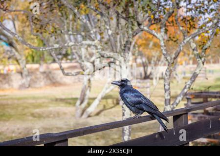 Un corvo lucido a becco grosso (Corvus macrorhynchos) appollaiato su un palo e una recinzione ferroviaria, visto a Jakar, Bumthang, nel regno himalayano del Bhutan Foto Stock