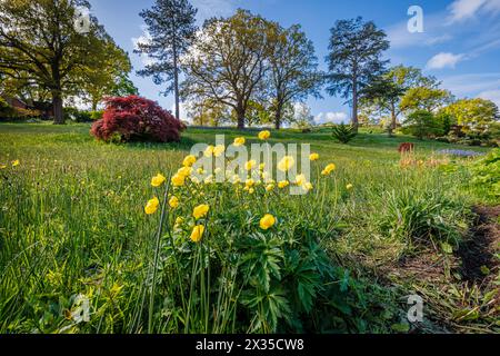 Trollio giallo che fiorisce nell'Alpine Meadow in RHS Garden, Wisley, surrey, Inghilterra sud-orientale in primavera Foto Stock
