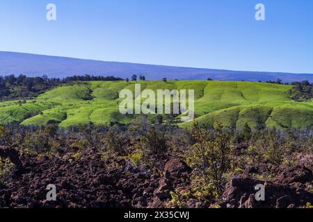 La lava antica scorre con dolci colline verdi che forniscono pascolo per il bestiame al pascolo e il fianco meridionale di Mauna Loa in lontananza, Big Island, Hawaii, Stati Uniti. Foto Stock