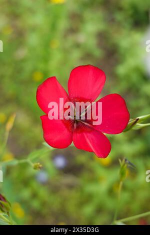 Linum grandiflorum .comunemente noto come lino fiorito lino rosso lino scarlatto o lino cremisi . Fiori selvatici della California meridionale. fiore rosso Foto Stock
