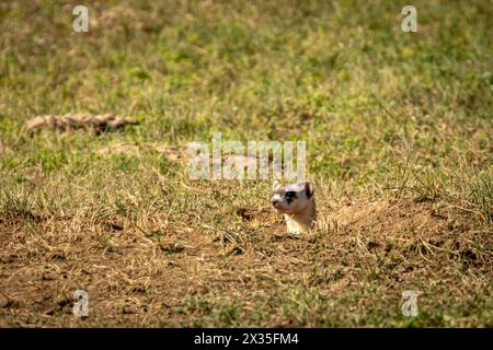 Ferret dai piedi neri che guarda fuori dalla tana Foto Stock