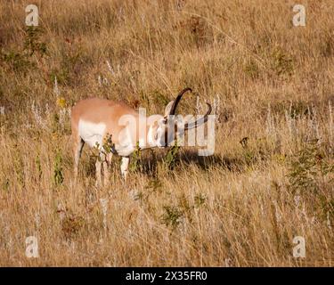 Buck Pronghorn con rack grande Foto Stock