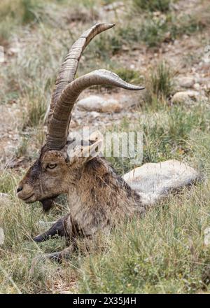 Una capra selvatica si trova nell'erba della catena montuosa di Montserrat, Catalogna, Spagna. Foto Stock