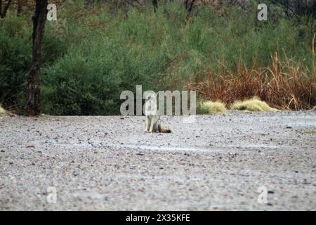 Coyote seduto, in piedi, vigile, un predatore solitario del deserto Foto Stock