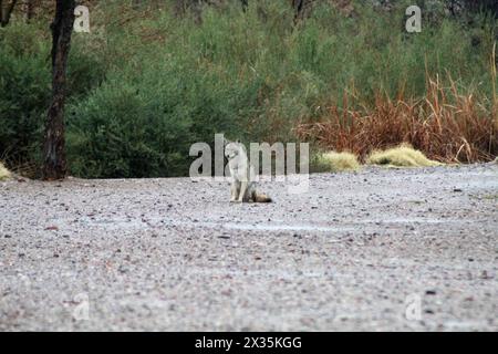 Coyote seduto, in piedi, vigile, un predatore solitario del deserto Foto Stock