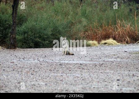 Coyote seduto, in piedi, vigile, un predatore solitario del deserto Foto Stock