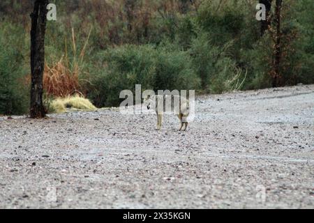 Coyote seduto, in piedi, vigile, un predatore solitario del deserto Foto Stock