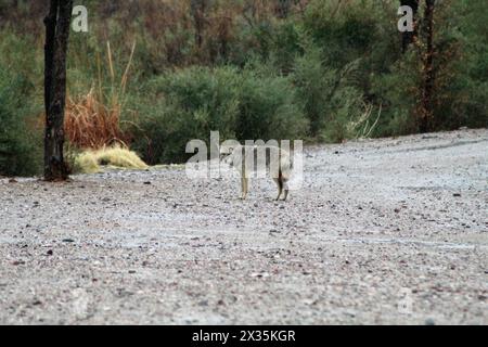 Coyote seduto, in piedi, vigile, un predatore solitario del deserto Foto Stock