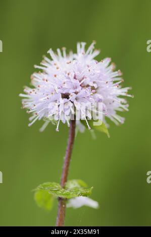 Menta (Mentha aquatica), fiore, Renania settentrionale-Vestfalia, Germania Foto Stock