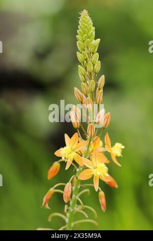 Pianta di Cattail o bulbina di palafitte (Bulbine frutescens, Anthericum frutescens), infiorescenza, originaria del Sudafrica, pianta ornamentale, nord Foto Stock