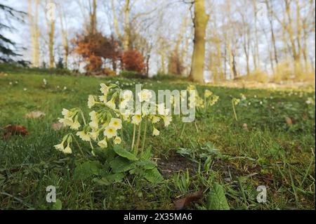 Vero oxlip (Primula elatior) in primavera, Renania settentrionale-Vestfalia, Germania Foto Stock