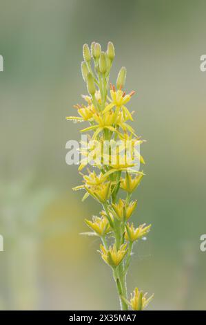 Asfodel paludoso (Narthecium ossifragum), infiorescenza, bassa Sassonia, Germania Foto Stock