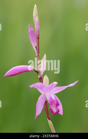 Orchidea giapponese o orchidea cinese (Bletilla striata, Bletia striata), fiori, piante ornamentali, Renania settentrionale-Vestfalia, Germania Foto Stock