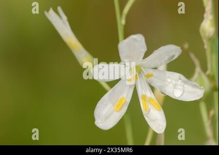 Giglio erboso o giglio erboso senza nodi (Anthericum lililiago), fiore, Renania settentrionale-Vestfalia, Germania Foto Stock