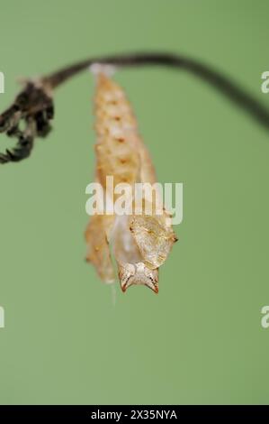 Piccola tartaruga (Nymphalis orticae, Aglais orticae) pupa vuota dopo la schiusa, Renania settentrionale-Vestfalia, Germania Foto Stock