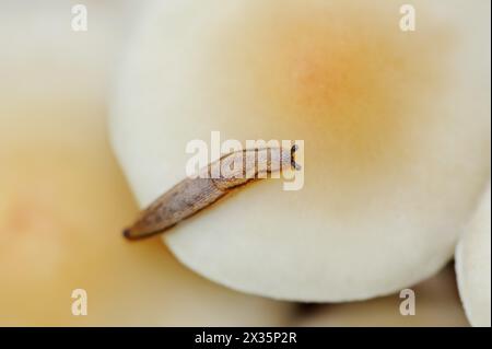 Lumaca comune (Arion distinctus) e ciuffo di zolfo (Hypholoma fasciculare), Renania settentrionale-Vestfalia, Germania Foto Stock