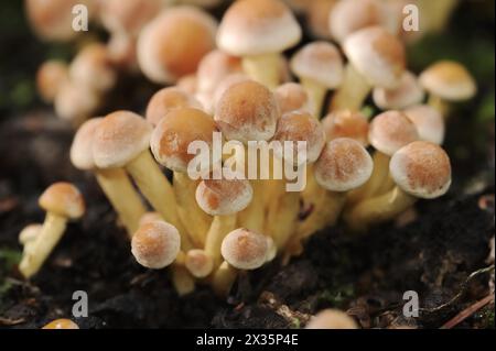 Testa di zolfo rosso mattone (Hypholoma lateritium, Hypholoma sublateritium), Renania settentrionale-Vestfalia, Germania Foto Stock