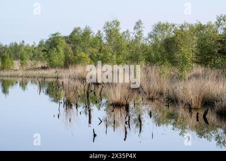 Moorland, Rewetting, Emsland, bassa Sassonia, Germania Foto Stock