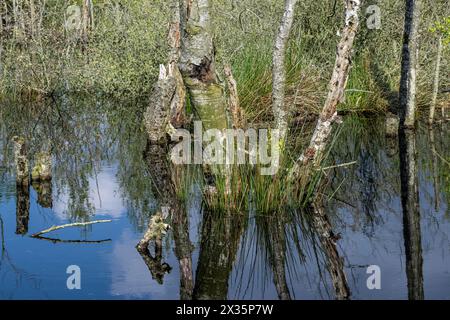 Brughiera, rewetting, betulle morte (Betula pendula), Emsland, bassa Sassonia, Germania Foto Stock
