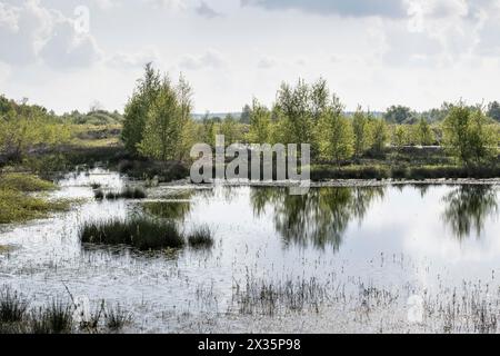 Moorland, Rewetting, Emsland, bassa Sassonia, Germania Foto Stock