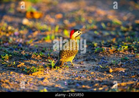 Picchio a banda verde (Colaptes melanochlorus) Pantanal Brasile Foto Stock