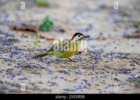 Picchio a banda verde (Colaptes melanochlorus) Pantanal Brasile Foto Stock