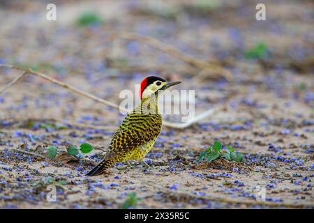 Picchio a banda verde (Colaptes melanochlorus) Pantanal Brasile Foto Stock