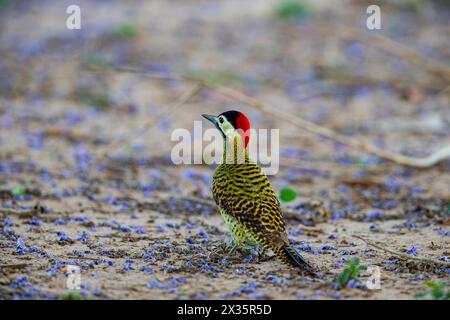 Picchio a banda verde (Colaptes melanochlorus) Pantanal Brasile Foto Stock