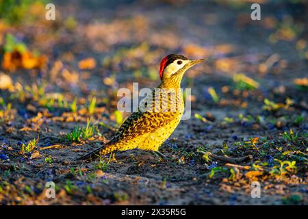 Picchio a banda verde (Colaptes melanochlorus) Pantanal Brasile Foto Stock