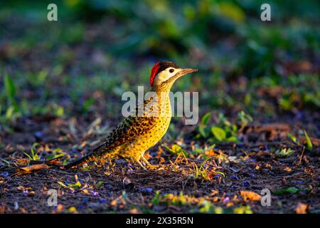 Picchio a banda verde (Colaptes melanochlorus) Pantanal Brasile Foto Stock