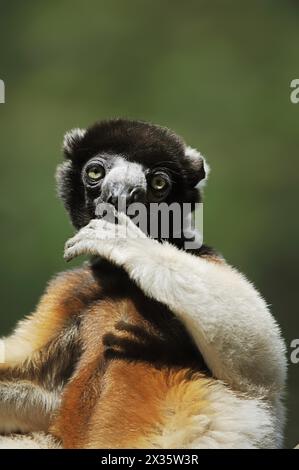 Crown sifaka (Propithecus coronatus, Propithecus verreauxi coronatus), in cattività, presente in Madagascar Foto Stock