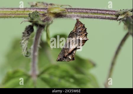 Mappa farfalla (Araschnia levana), pupa, Renania settentrionale-Vestfalia, Germania Foto Stock
