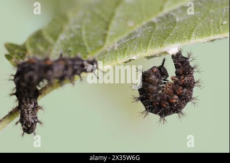 Mappa farfalla (Araschnia levana), caterpillar inizia a pupate, Renania settentrionale-Vestfalia, Germania Foto Stock