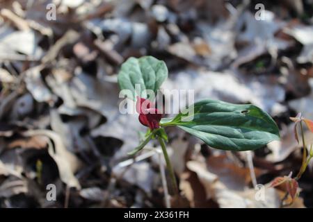 Prairie trillium con foglie marroni sullo sfondo al Camp Ground Road Woods a Des Plaines, Illinoi Foto Stock