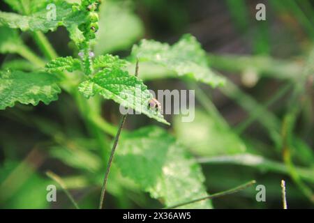 Macrofotografia di un coccinello arroccato sulle foglie Foto Stock