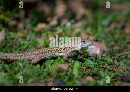Lucertola dalmata (Podarcis melisellensis) che riposa sull'erba, giorno soleggiato in primavera, Cherso (Croazia) Foto Stock