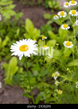 Le gemme di camomilla in giardino con sfumata stesso fiori in background. Profondità di campo. Foto Stock