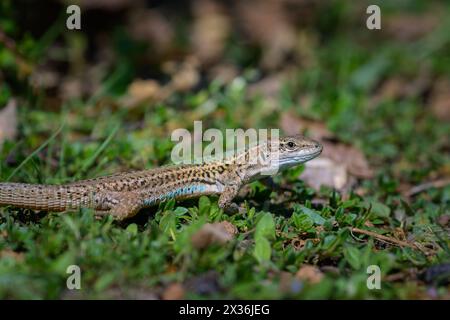 Una lucertola dalmata Podarcis melisellensis che riposa nell'erba, giorno soleggiato in primavera, Cherso Croazia Cres Croazia Foto Stock