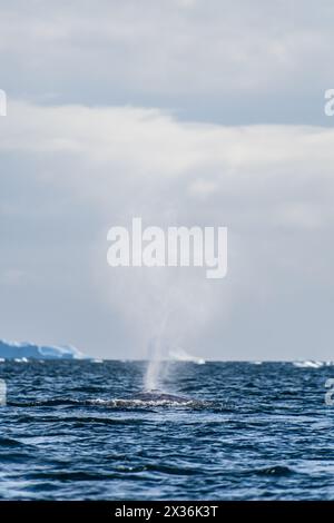 Primo piano della pinna laterale di una megattera addormentata - Megaptera novaeangliae - che soffia un pennacchio d'acqua, sullo sfondo di un gigantesco iceberg tabulare, vicino al passaggio Graham e alla Charlotte Bay sulla penisola Antartica Foto Stock