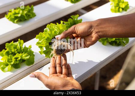 Un'agricoltrice afroamericana ispeziona le radici della lattuga in una serra idroponica Foto Stock