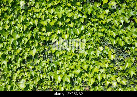 Sfondo edera, foglie sempreverdi di Hedera sul muro. Foto Stock