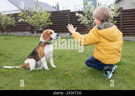 giovane che allena un cane beagle in giardino Foto Stock