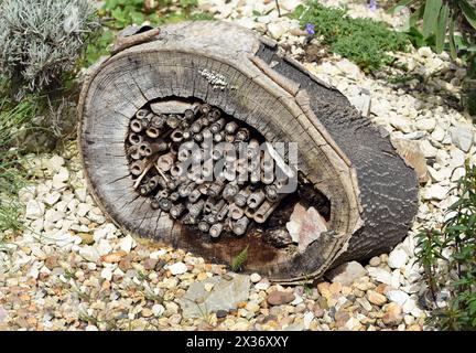 Insektenhotels dienen Insekten, vor allem Wildbienen, alls Unterschlupf und Brutstaette. Gli alberghi per insetti servono insetti, specialmente api selvatiche, come rifugio Foto Stock